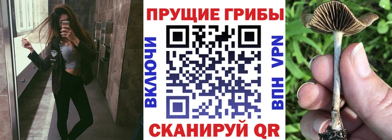 Псилоцибиновые грибы Psilocybe  гидра рабочий сайт  Питкяранта 